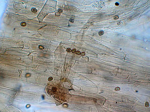 Psathyrella hirtosquamulosa   (Peck)   A. H. Smith